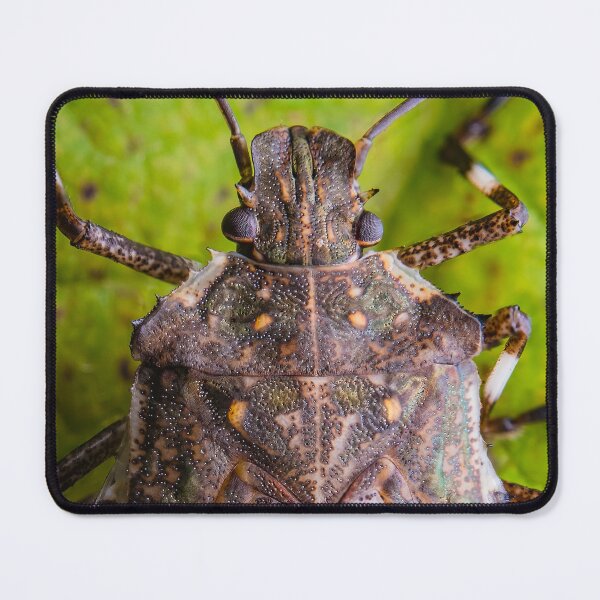 Item preview, Brown Marmorated Stink Bug - Halyomorpha Halys designed and sold by AronsTinySafari.