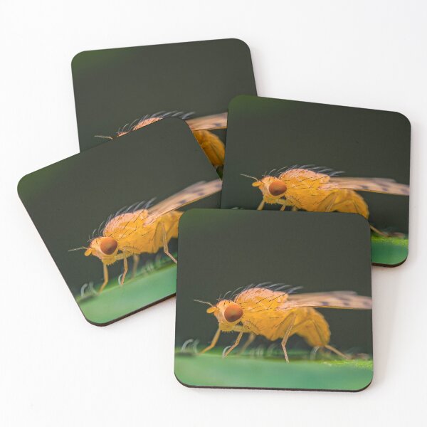 Item preview, Common Fruit Fly - Drosophila melanogaster designed and sold by AronsTinySafari.