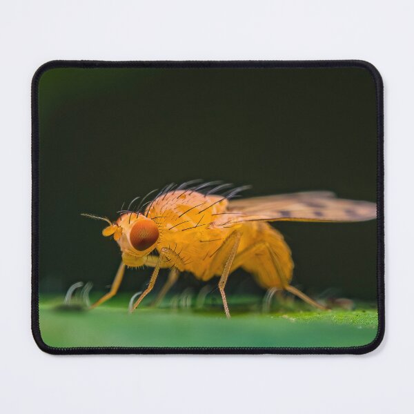 Item preview, Common Fruit Fly - Drosophila melanogaster designed and sold by AronsTinySafari.