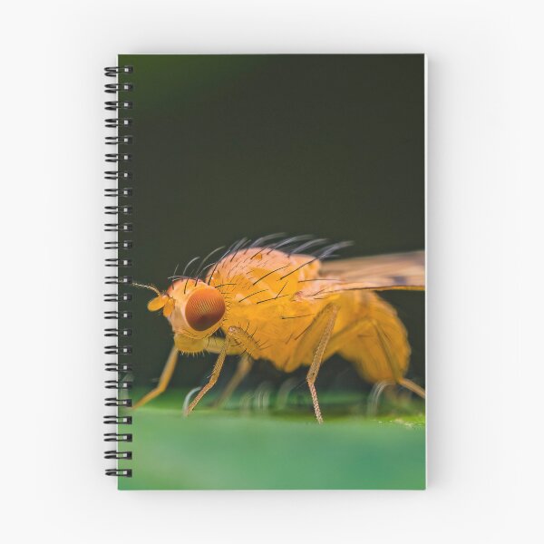 Item preview, Common Fruit Fly - Drosophila melanogaster designed and sold by AronsTinySafari.
