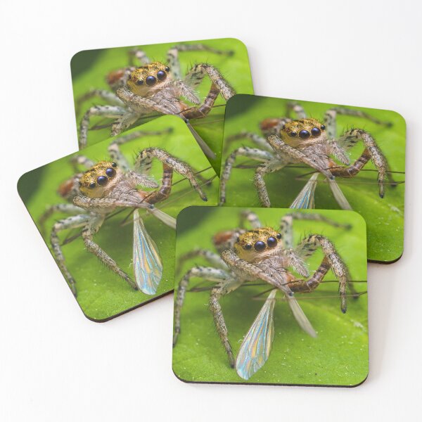 Item preview, Araña saltadora comiendo mosca - Salticid designed and sold by AronsTinySafari.