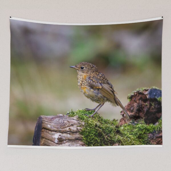Item preview, Juvenile Robin designed and sold by Graham Prentice.