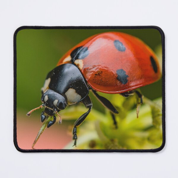 Item preview, Beautiful Red Lady Bug - Coccinellidae designed and sold by AronsTinySafari.