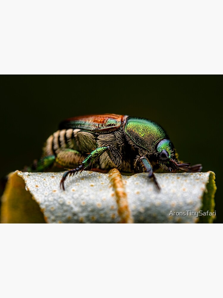 Japanese Scarab Beetle Popillia Japonica Poster For Sale By Aronstinysafari Redbubble 2055