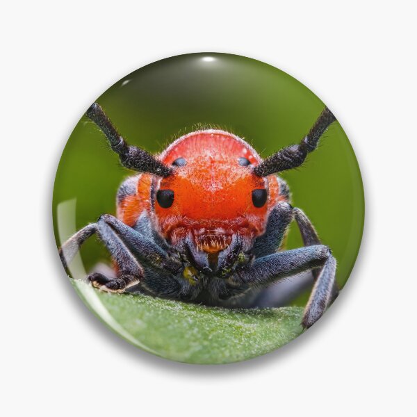 Item preview, Red Milkweed Longhorn Beetle - Tetraopes Tetrophthalmus designed and sold by AronsTinySafari.