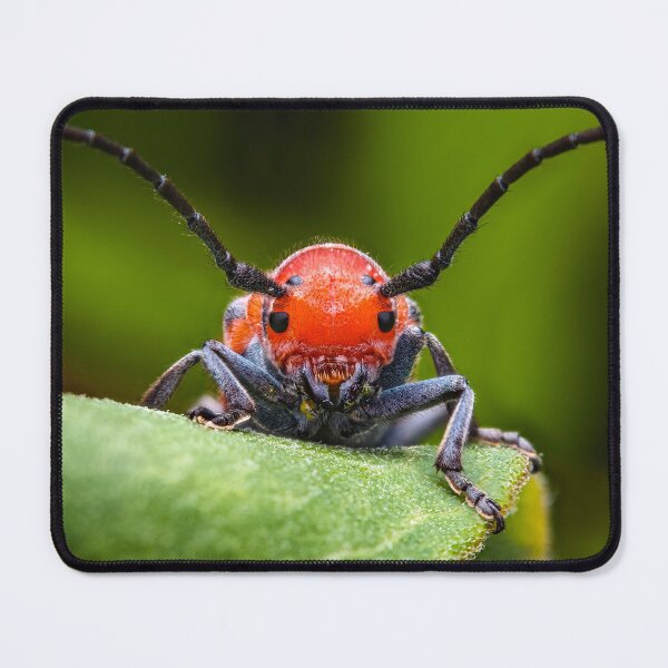 Item preview, Red Milkweed Longhorn Beetle - Tetraopes Tetrophthalmus designed and sold by AronsTinySafari.