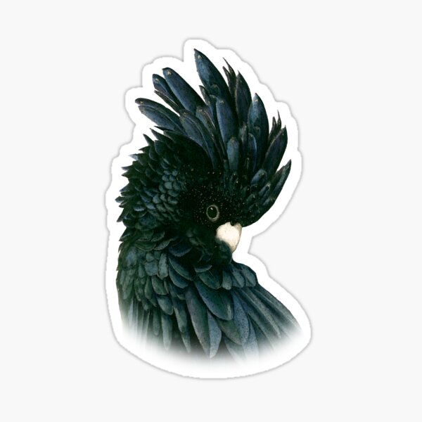 Black Cockatoo 2 Sticker
