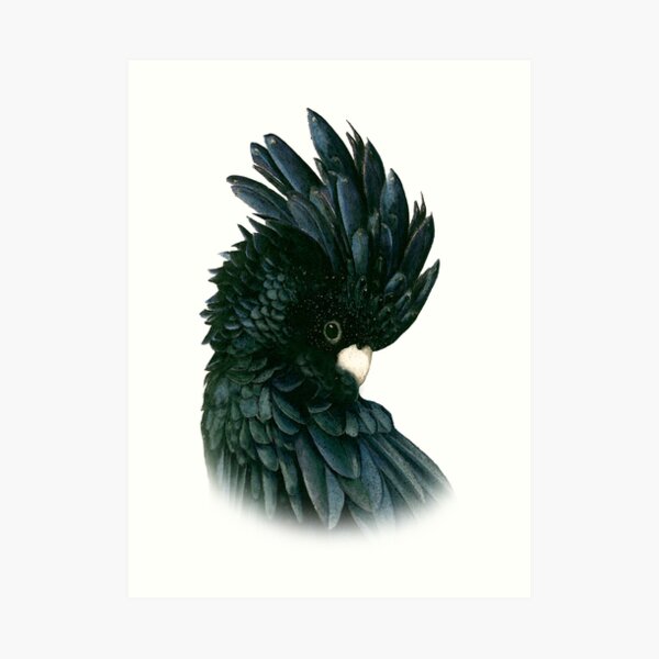 Black Cockatoo 2 Art Print