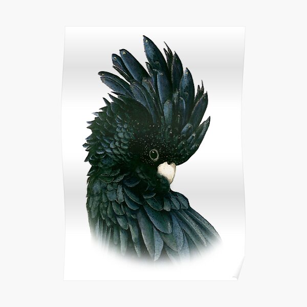 Black Cockatoo 2 Poster