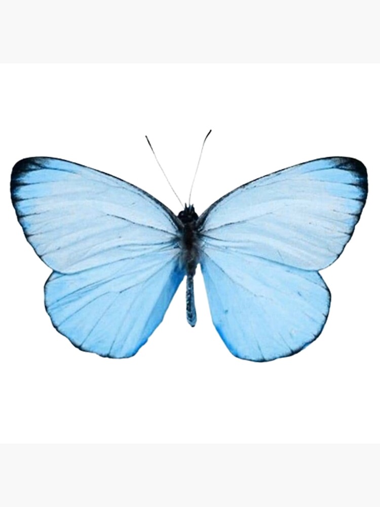 Disover Blue butterfly Premium Matte Vertical Poster