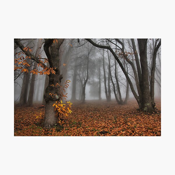 The last of the autumn leaves Photographic Print