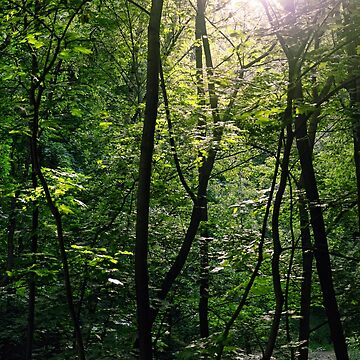 Artwork thumbnail, Sunlit Summer Woods by Mallorn