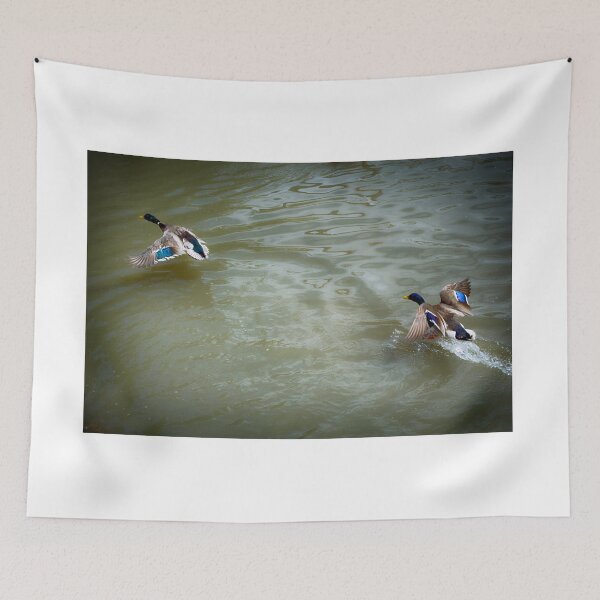 Item preview, beautiful ducks chasing each other in the water designed and sold by Sillygirl101.