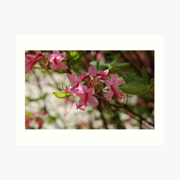 smells good too Art Print