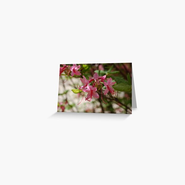 smells good too Greeting Card