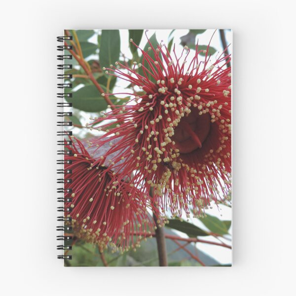 Item preview, Eucalyptus youngiana, commonly known as large-fruited mallee designed and sold by Marilyn Harris.