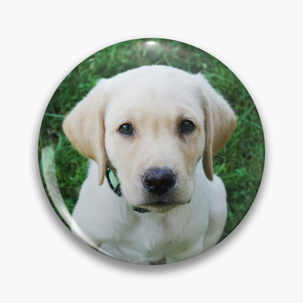 Item preview, Retriever puppy looking at camera designed and sold by riku05830.