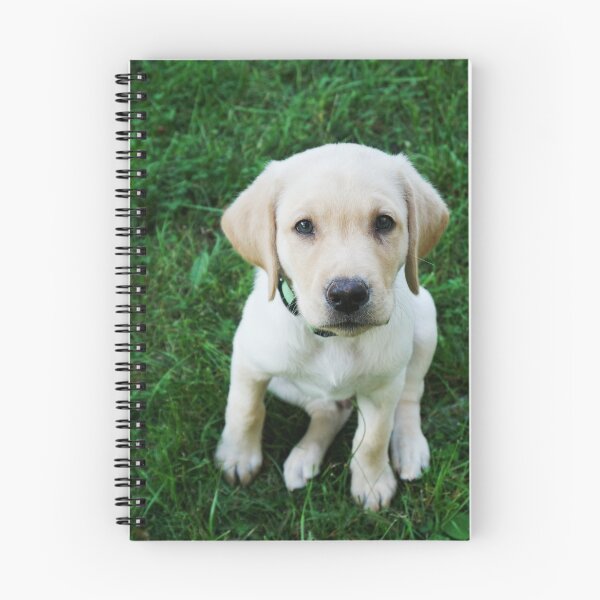 Item preview, Retriever puppy looking at camera designed and sold by riku05830.