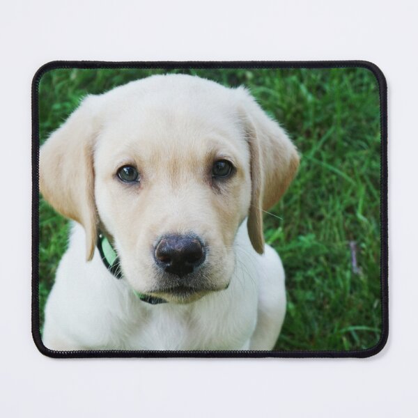 Item preview, Retriever puppy looking at camera designed and sold by riku05830.
