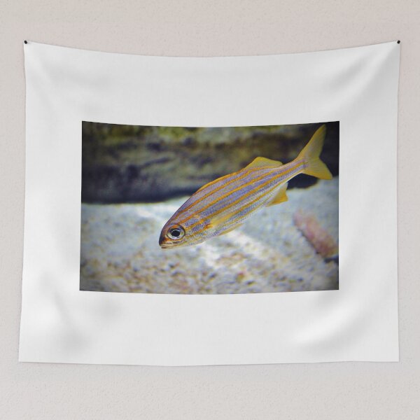 Item preview, Bigeye Snapper designed and sold by Cynthia48.