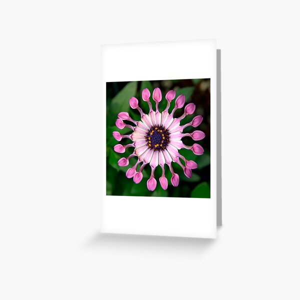 Pin Wheel Greeting Card