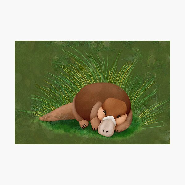 A Shady Naptime Photographic Print