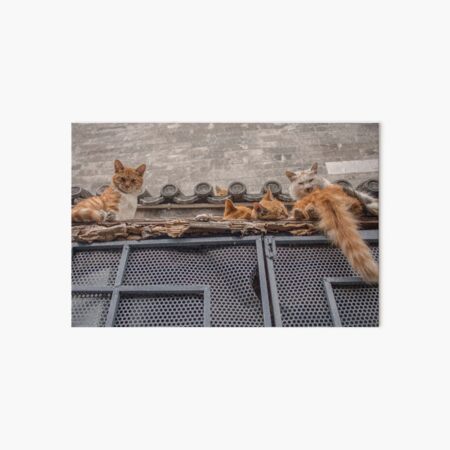 Un grupo de gatos se mantienen calientes Lámina rígida