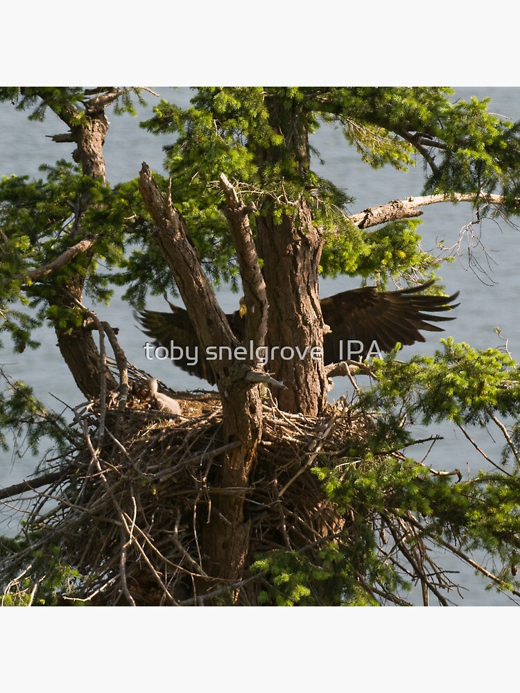 Mother Eagle Arriving by tobysnelgrove
