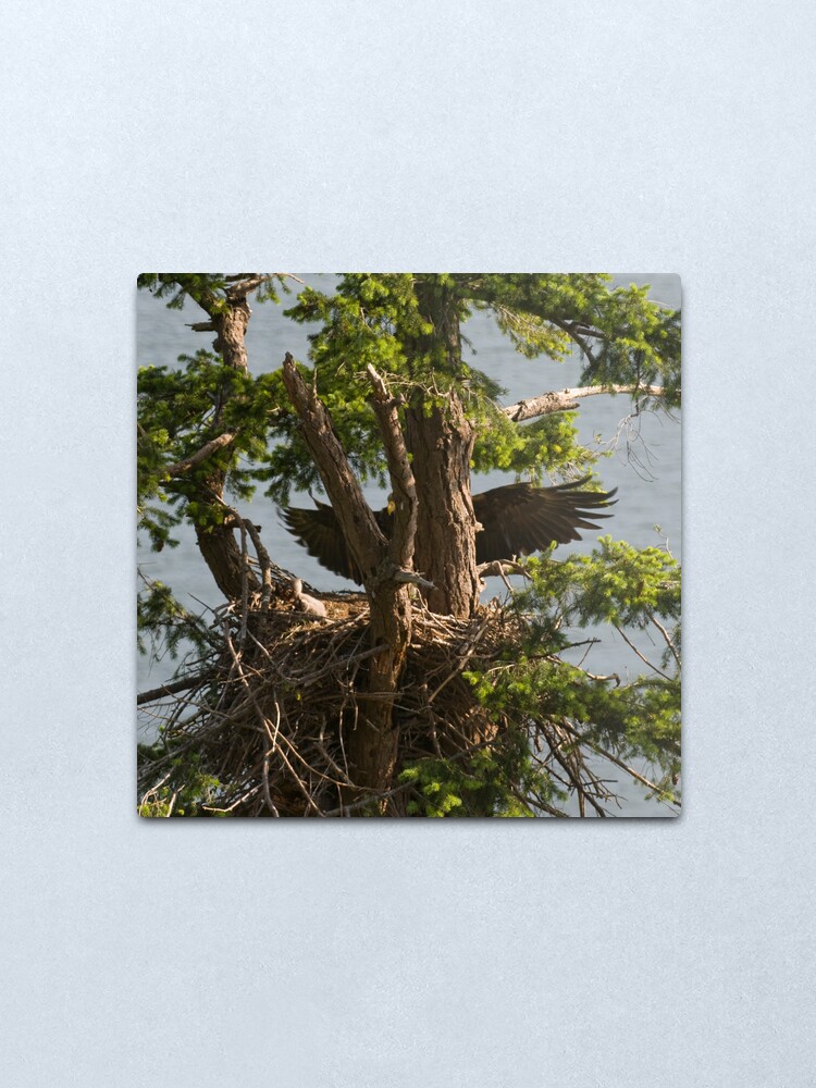 Alternate view of Mother Eagle Arriving Metal Print