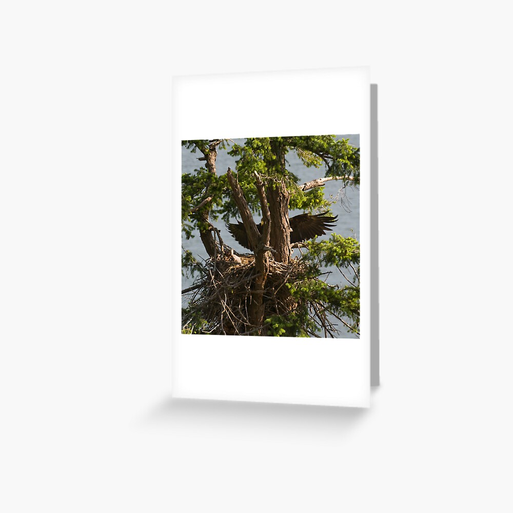 Mother Eagle Arriving Greeting Card