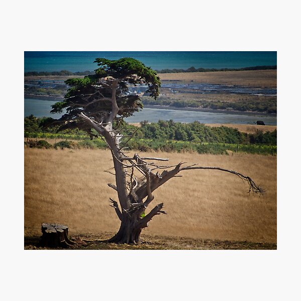 Item preview, Tree in Field designed and sold by Yukondick.