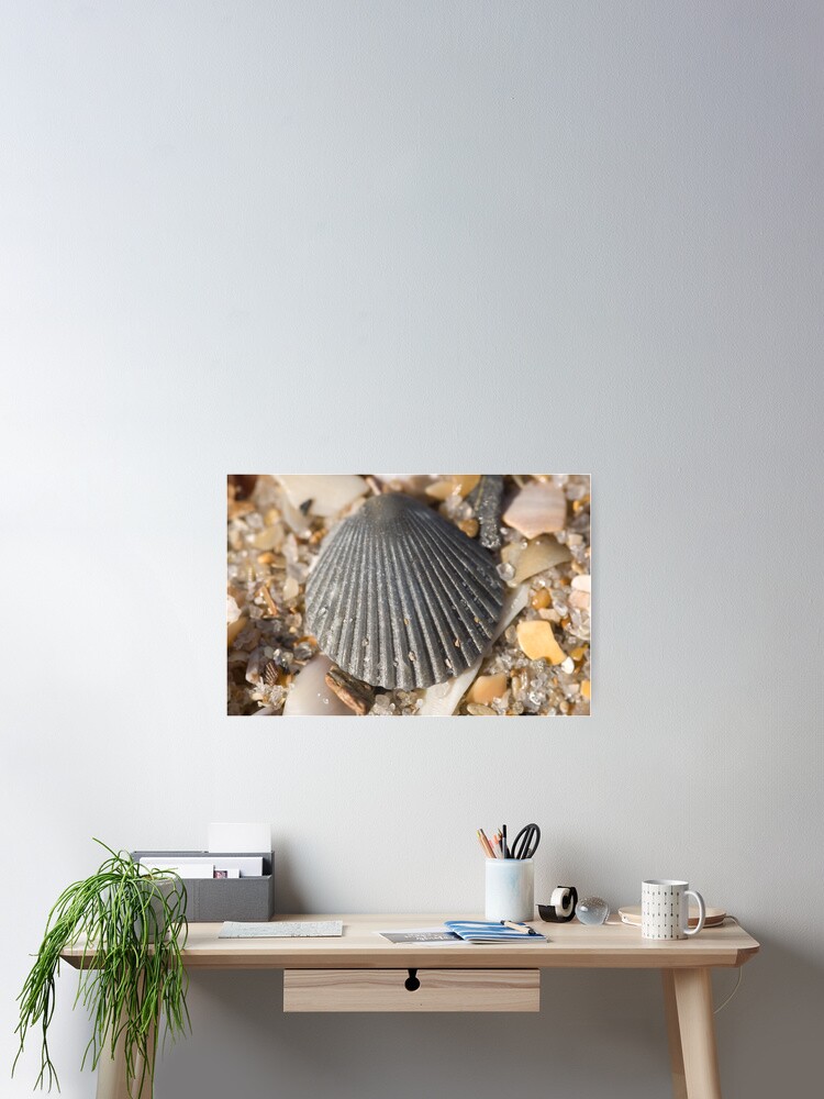 Thumbnail 2 of 3, Poster, Shells designed and sold by w1ldsnaps.