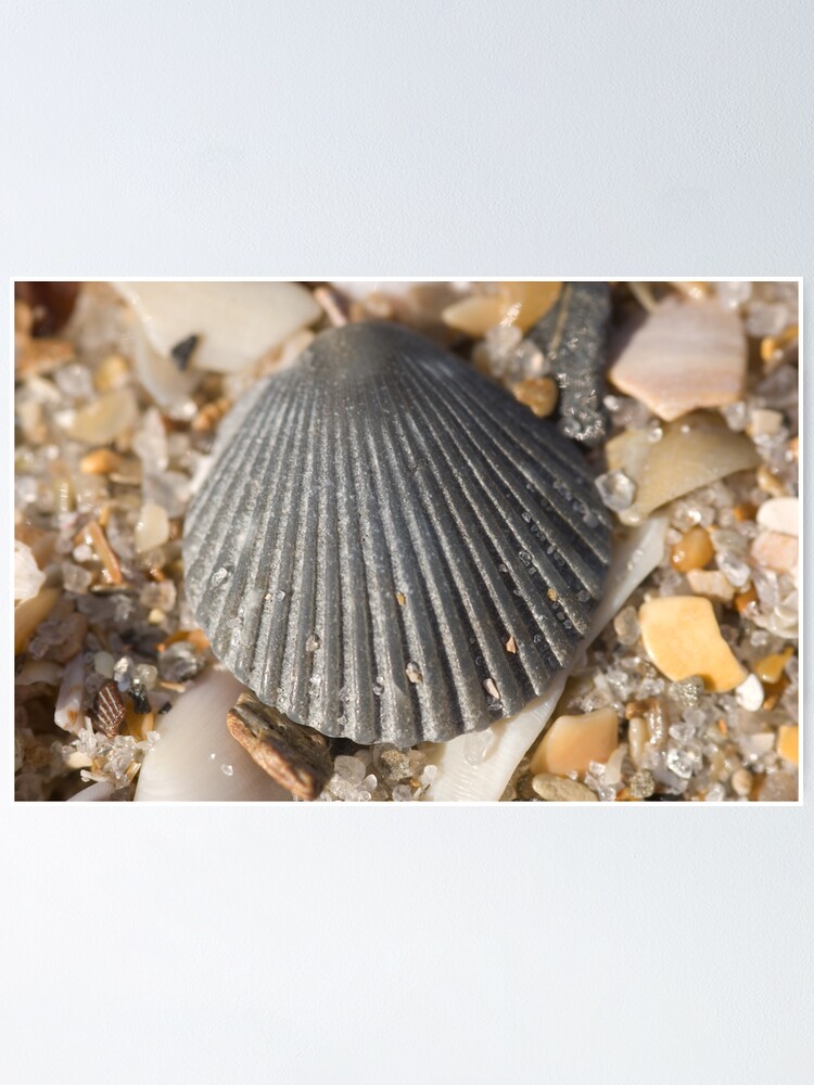 Thumbnail 1 of 3, Poster, Shells designed and sold by w1ldsnaps.