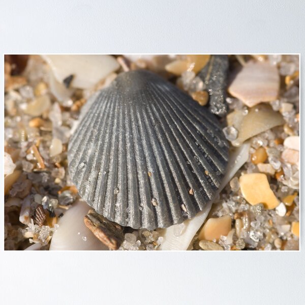 Item preview, Shells designed and sold by Simon Coates.