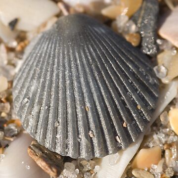 Artwork thumbnail, Shells by Simon Coates