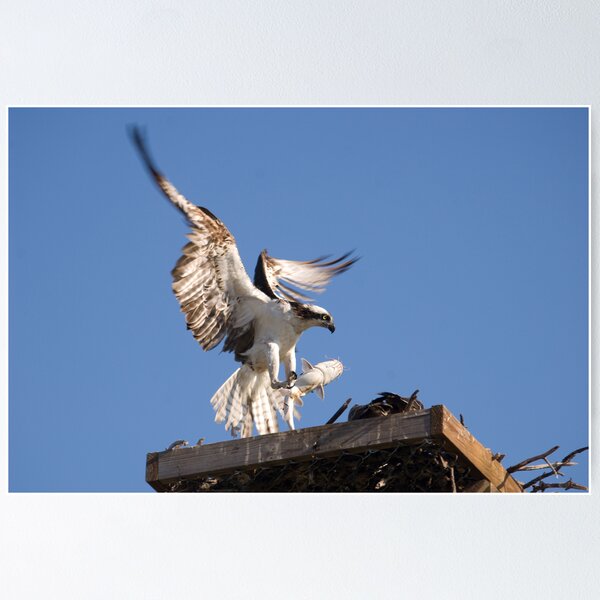 Item preview, Osprey - Florida designed and sold by Simon Coates.