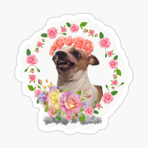 Regalos Y Productos Angry Chihuahua Meme Redbubble Regalos Y Productos Angry Chihuahua Meme Redbubble