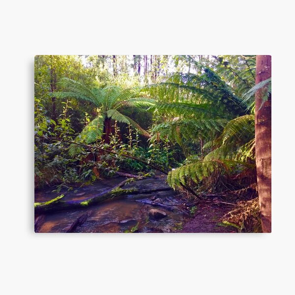 Lyrebird Forest Walk Canvas Print