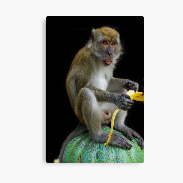 The Banana Peeler Canvas Print