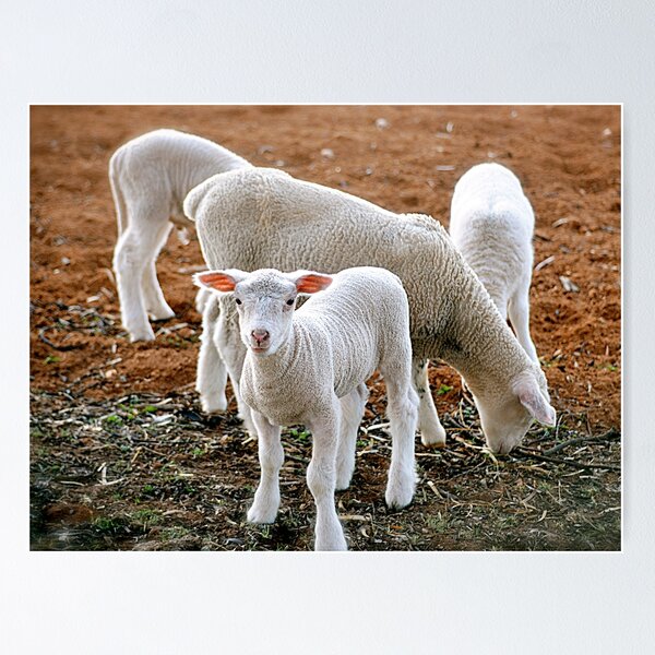 Item preview, Four Sheep designed and sold by malcblue.
