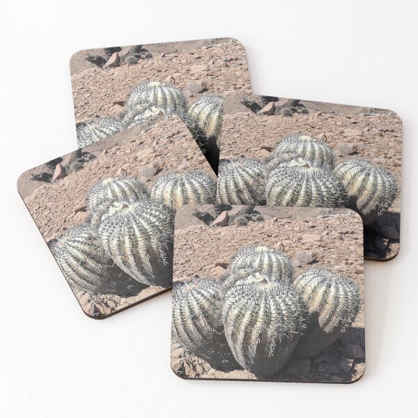 Item preview, Copiapoa cinerea designed and sold by Desertorum.