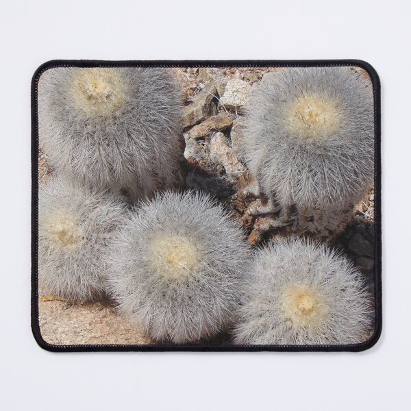 Item preview, Copiapoa krainziana designed and sold by Desertorum.