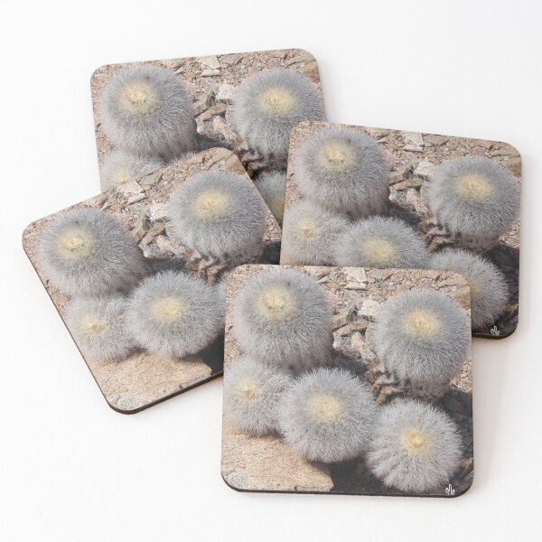 Item preview, Copiapoa krainziana designed and sold by Desertorum.