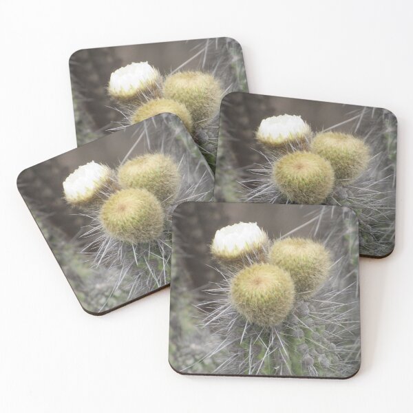 Item preview, Eulychnia taltalensis  designed and sold by Desertorum.