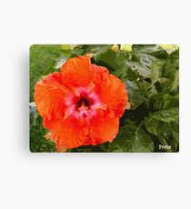 Hibiscus Canvas Print
