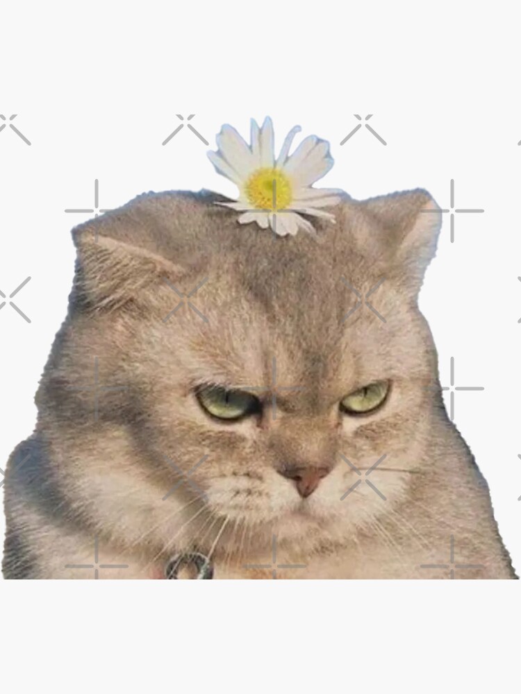Funny Cat Troll Face Sarcastic Meme Sticker For Sale By Cocomelon28 Redbubble