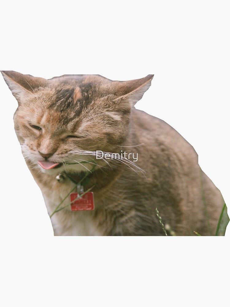 "funny cute cat kitten kitty pet " Sticker for Sale by Demitry | Redbubble