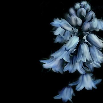 Artwork thumbnail, Bells flower by Zip-Zup