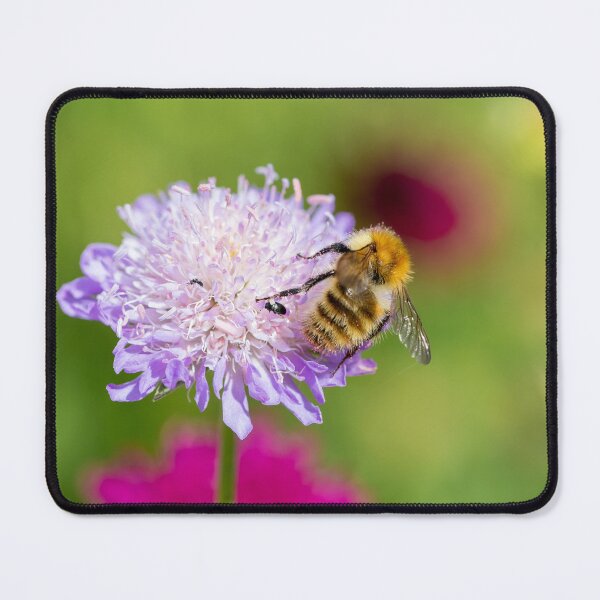 Item preview, Carder Bee On A Pincushion Flower designed and sold by Tanya C  Smith.