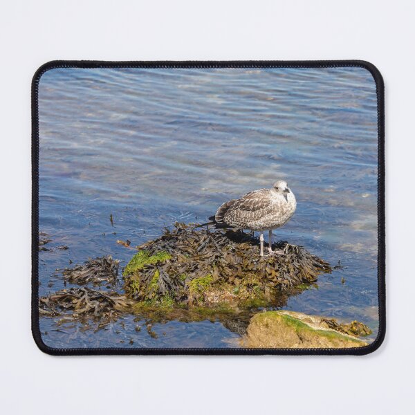 Item preview, Herring Gull Youngster On A Rock designed and sold by Tanya C Smith.